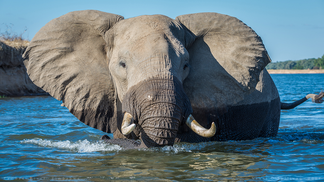 Zambezi River - Zimbabwe photo by Vince O&#039;Sullivan