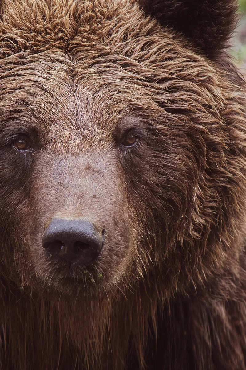 bear