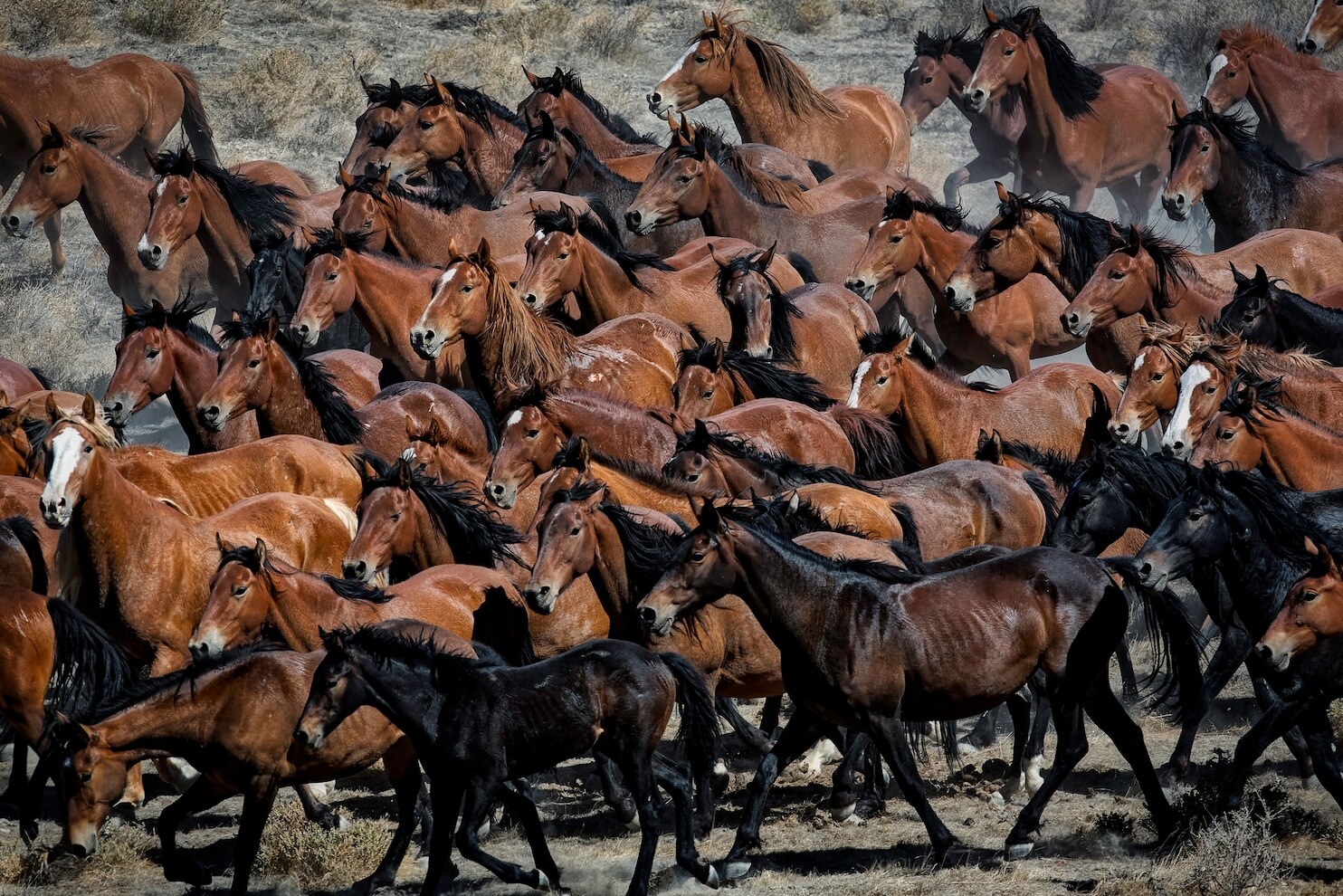 A group of brown wild horses
