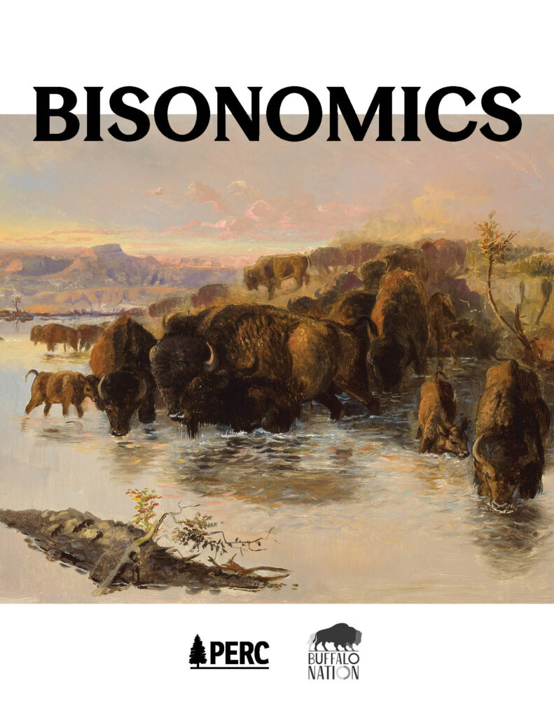 Cover page titled "BISONOMICS" over an oil painting of a bison herd wading and drinking in a river at sunset, with calves among the adults and a canyon landscape in the background. The PERC and Buffalo Nation logos appear at the bottom.