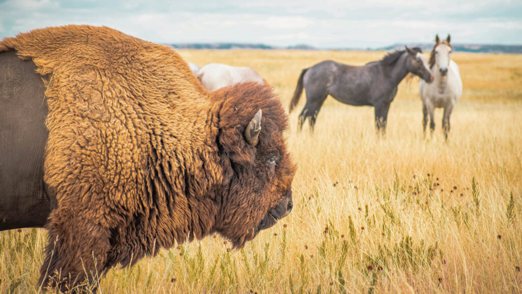 Close-up profile of a shaggy bison's head and neck in tall golden grass, with two horses standing in the background of the prairie.