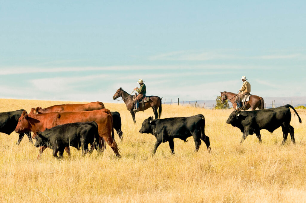 Two cowboys on horseback herd a mixed group of black and red cattle across a golden grassland under a wide blue sky.