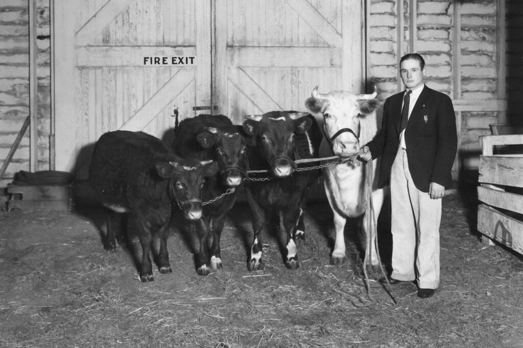 Vintage black-and-white photo of a young man in a suit and tie holding a lead rope for four cattle lined up nose to nose inside a barn, with a "Fire Exit" sign visible on the wooden doors behind them.