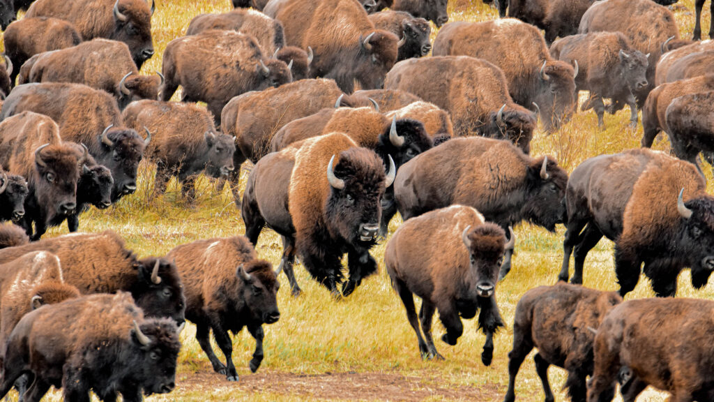 A dense herd of bison stampedes across golden grassland, with animals in the front row running directly toward the camera, hooves lifted mid-stride.