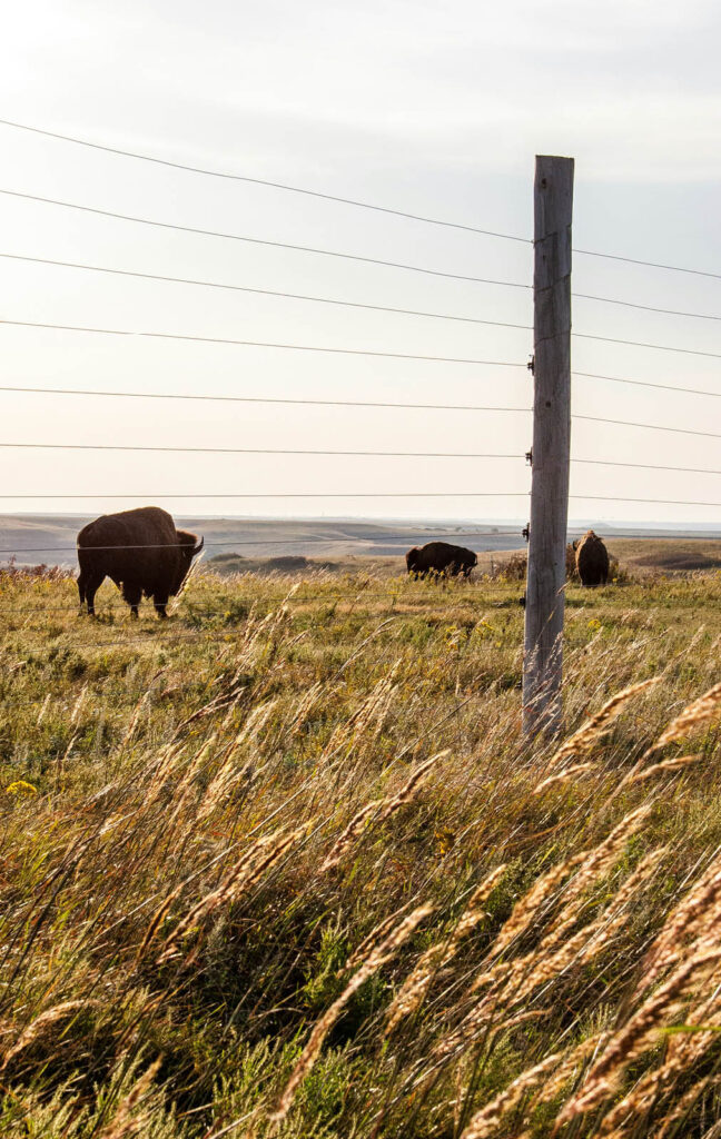 Three bison graze behind a wire fence in a rolling grassland, with a tall wooden utility pole and wind-blown golden grass in the foreground.