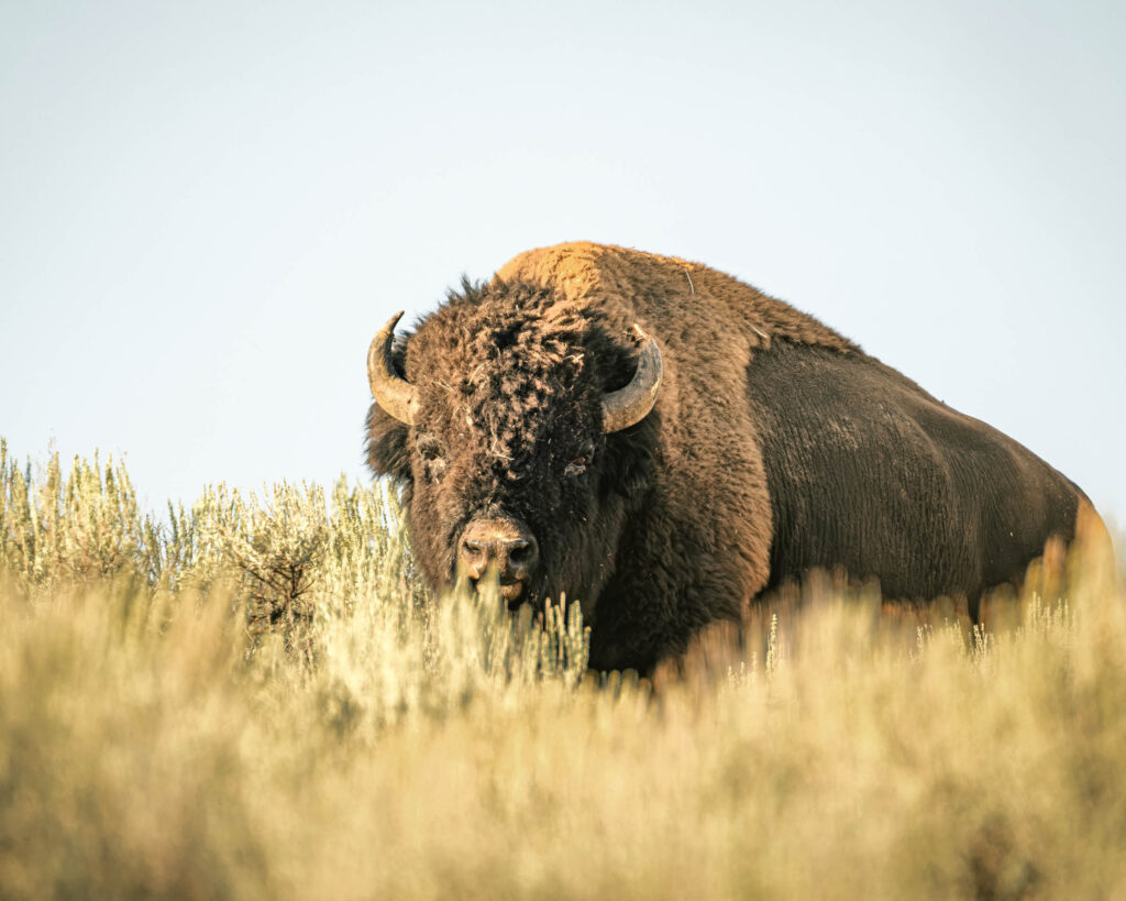 A large bison stands amid tall golden prairie grass, its shaggy head and horns lit by warm sunlight against a pale blue sky.