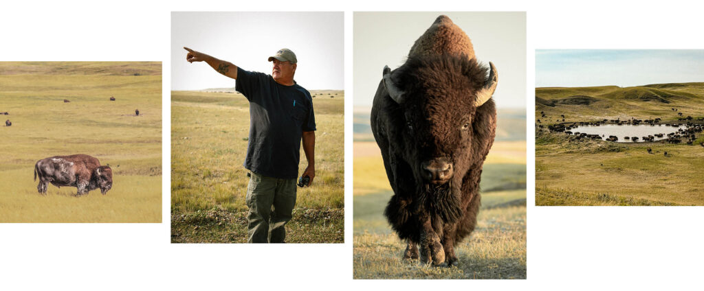 A four-photo collage: a single bison grazing on golden grassland, a man in a cap pointing across a prairie with distant bison visible, a close-up of a bison walking directly toward the camera, and an aerial view of a large bison herd gathered around a watering hole in rolling hills.