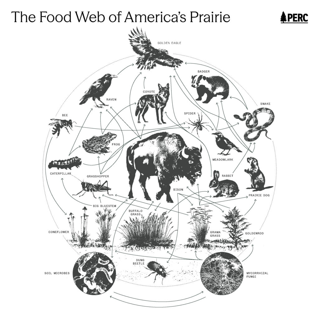 Illustrated diagram titled "The Food Web of America's Prairie" from PERC, arranged in concentric circles with arrows showing feeding relationships. At the center is a bison, surrounded by other animals including golden eagle, raven, coyote, badger, snake, spider, meadowlark, rabbit, and prairie dog, plus smaller organisms like bees, frogs, caterpillars, and grasshoppers. The outer ring shows prairie plants (coneflower, big bluestem, buffalo grass, grama grass, goldenrod) and decomposers (dung beetle, soil microbes, mycorrhizal fungi), with arrows connecting each organism to what it eats or interacts with across the web.