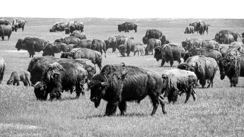 Black-and-white photo of a large bison herd shedding their winter coats and grazing on open grassland, with a calf visible among the animals and the herd stretching toward the horizon.