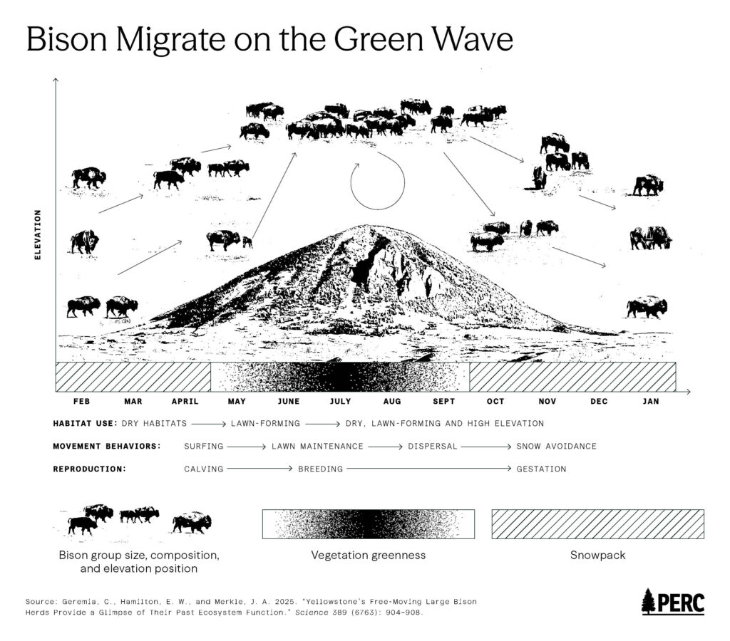 Alt text for this diagram:
Diagram titled "Bison Migrate on the Green Wave" showing small groups of bison rising in elevation up a mountain from February through September as they follow greening vegetation, then dispersing back down to lower elevations from October through January to avoid snow. Below the mountain graphic, a monthly timeline tracks vegetation greenness peaking in summer and snowpack present from fall through spring, alongside labeled phases for habitat use (dry habitats, then lawn-forming, then dry and high-elevation), movement behavior (surfing, lawn maintenance, dispersal, snow avoidance), and reproduction (calving, breeding, gestation). Source citation: Geremia, Hamilton, and Merkle, 2025, Science.