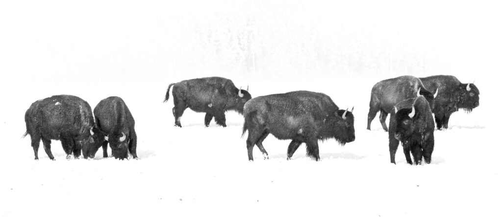 Black-and-white photo of seven bison scattered in small groups across a snow-covered field, some grazing and others walking, set against a hazy white background of falling snow and distant trees.