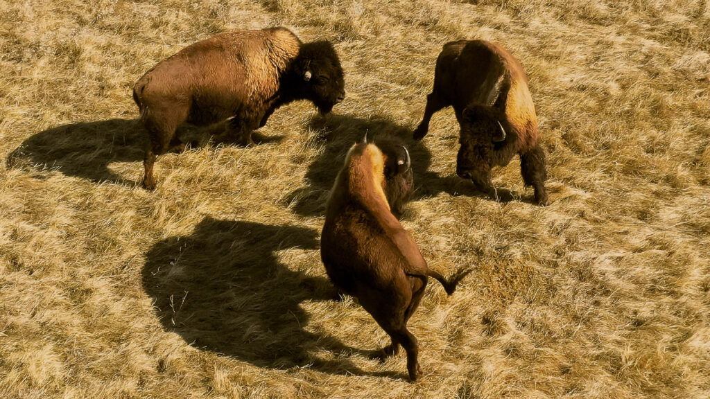 Aerial view of four bison in dry golden grass, casting long shadows in low sunlight, with one bison rearing up on its hind legs facing another head-on
