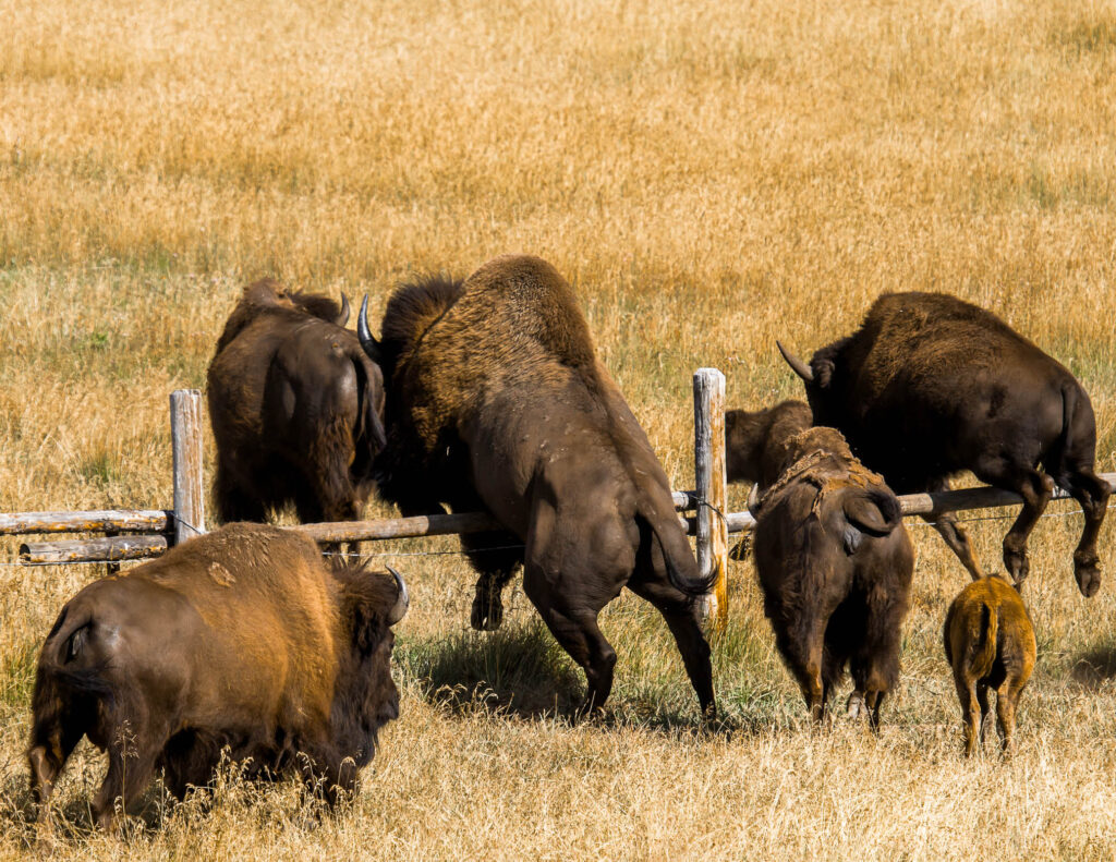 A herd of American bison in a dry, golden grass field, with several jumping over a low wooden rail fence. One large bison is mid-leap over the fence with front legs extended, while two smaller bison and a calf pass beneath the rail on the right, and three more bison stand near the fence on the left.
