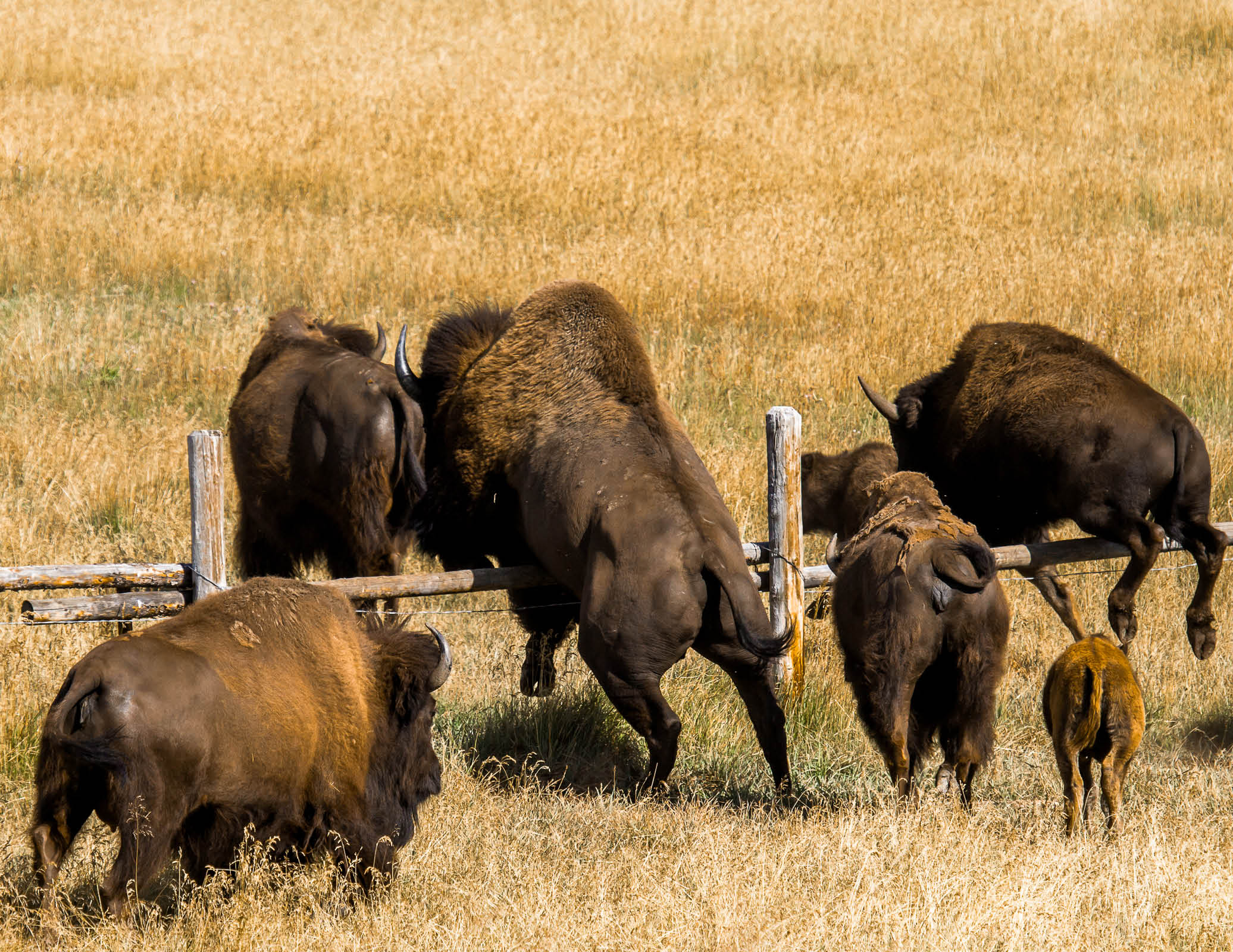 A herd of American bison in a dry, golden grass field, with several jumping over a low wooden rail fence. One large bison is mid-leap over the fence with front legs extended, while two smaller bison and a calf pass beneath the rail on the right, and three more bison stand near the fence on the left.