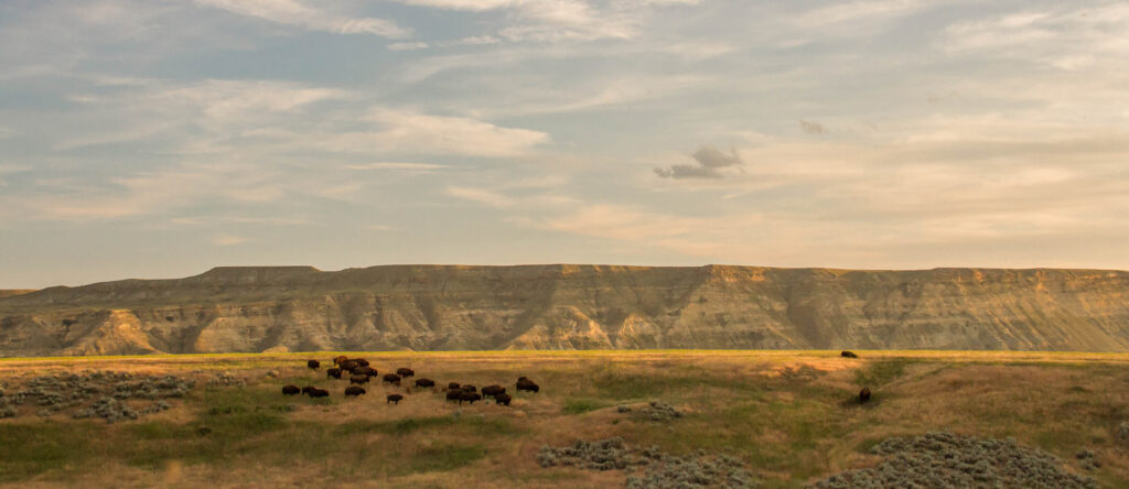 A small herd of bison grazes on grassland in the foreground with weathered badlands cliffs stretching across the horizon under a soft evening sky.