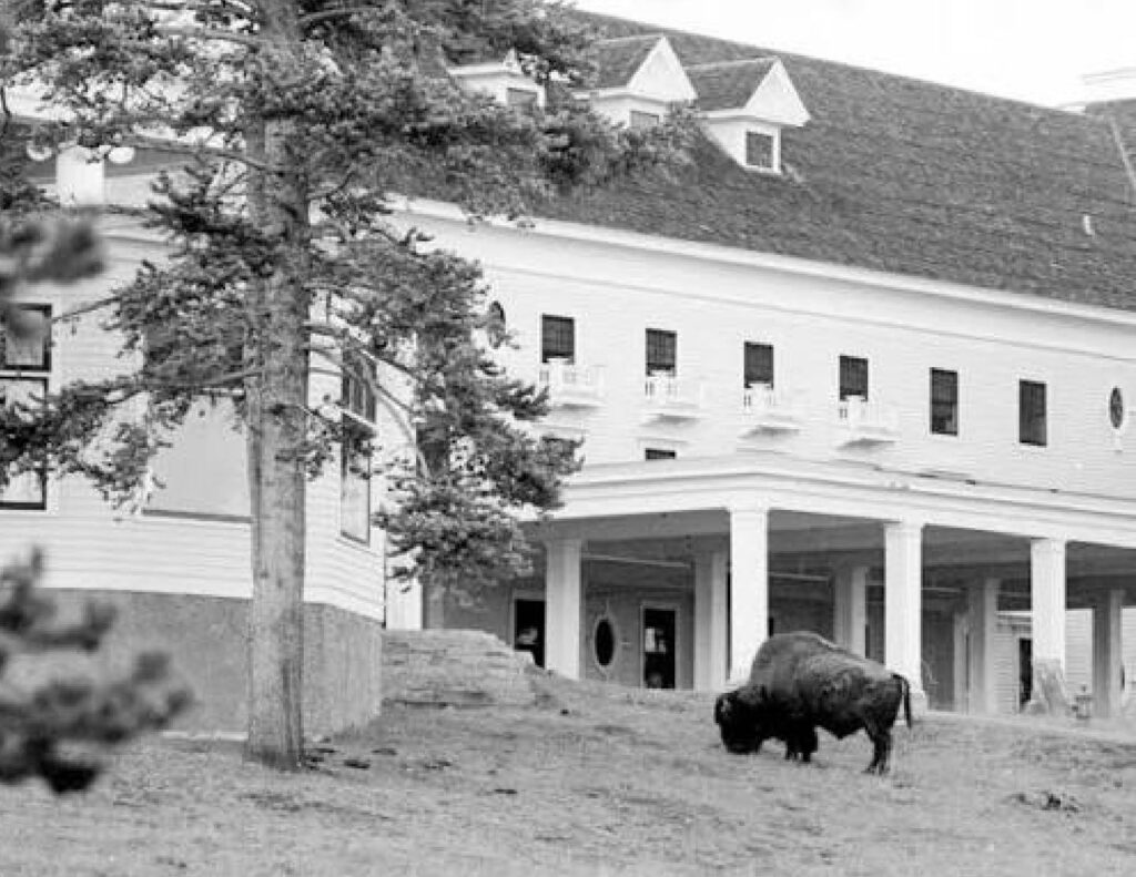 Vintage black-and-white photo of a bison standing outside the columned entrance of a large historic wooden lodge, with pine trees in the foreground.