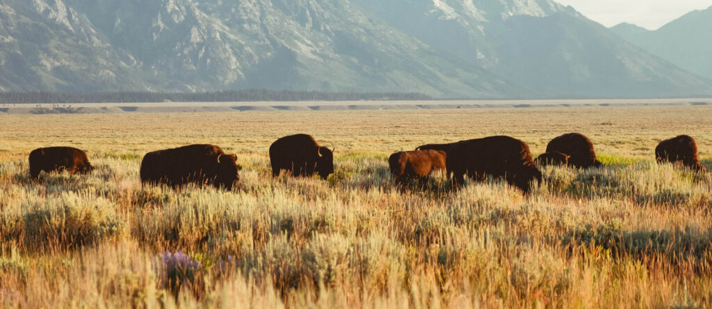 Bison graze in golden sagebrush grassland at sunrise with the rugged, snow-streaked peaks of the Teton mountain range rising behind them.