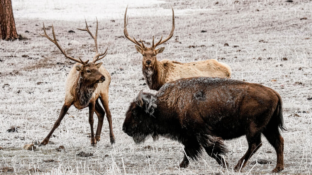 Two frost-dusted elk with large antlers stand near a bison in a frosty winter meadow, all three animals covered in a light layer of ice crystals.