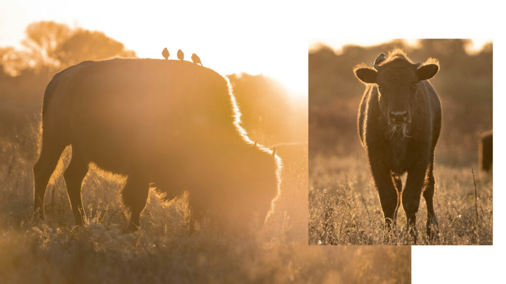 Alt text for this image: A two-photo composite: on the left, a bison grazes in golden backlit grass at sunrise with three small birds perched along its silhouetted back; on the right, a close-up of a cow facing the camera with tufts of grass hanging from its mouth, lit by the same warm morning light.