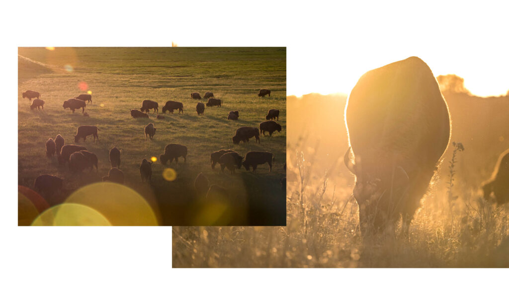 A two-photo composite: on the left, a wide-angle view of a bison herd grazing across a sunlit grassy field with warm lens flare; on the right, a close-up of a bison grazing in tall backlit grass, its silhouette glowing against bright golden sunlight.