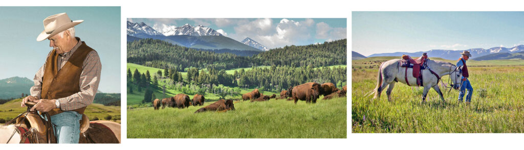 A three-photo collage: on the left, a gray-haired cowboy in a hat and vest sits on horseback adjusting his saddle with mountains behind him; in the center, a bison herd grazes and rests in a green valley meadow surrounded by forested hills and snow-capped peaks; on the right, a cowboy in a hat stands beside a saddled white horse in a wildflower-dotted grassy field with mountains and distant bison in the background.