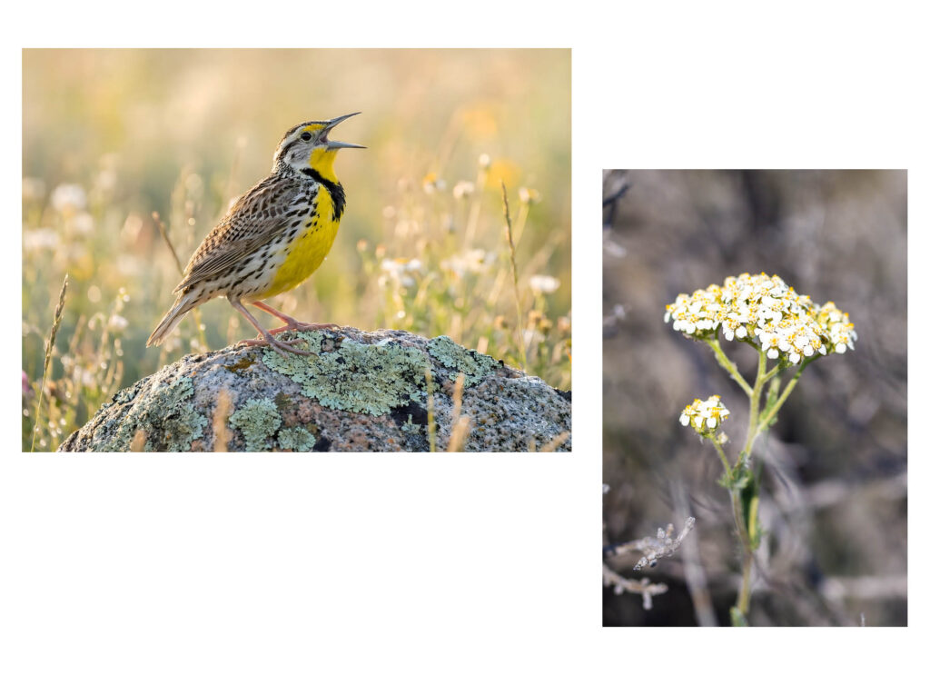 A two-photo composite: on the left, a western meadowlark with a bright yellow breast sings with its beak open while perched on a lichen-covered rock in a wildflower meadow; on the right, a close-up of a cluster of small white yarrow flowers with yellow centers against a blurred brown background.
