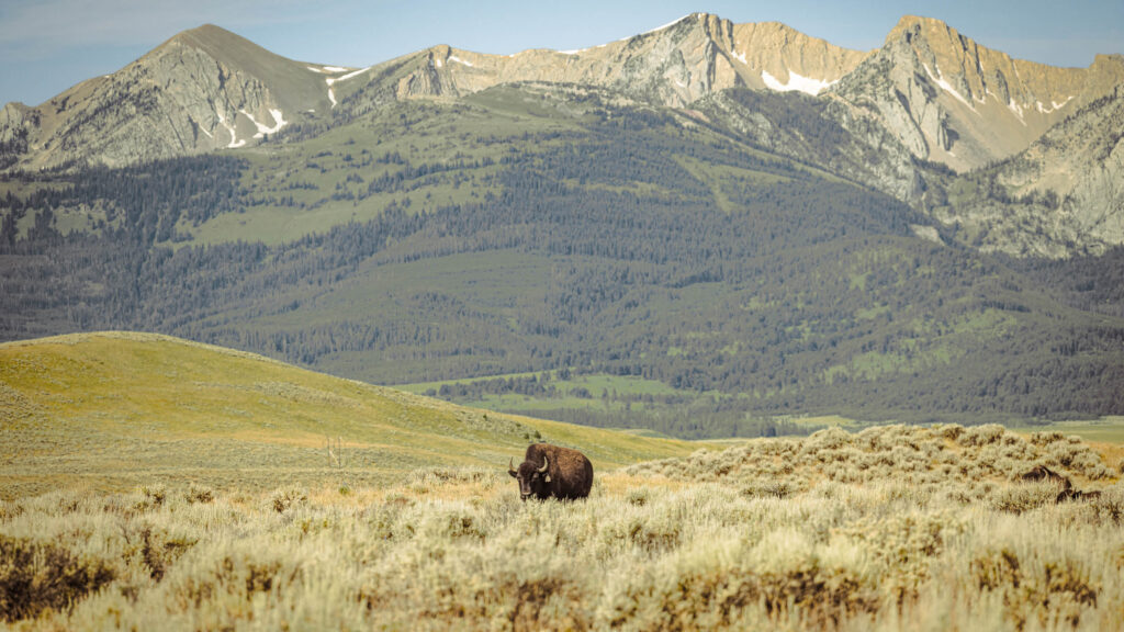 A lone bison stands in a sagebrush meadow, dwarfed by rolling green foothills and a dramatic range of jagged, snow-patched mountain peaks behind it.